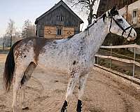 sabino-warmblood-horse