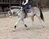 skewbald-warmblood-horse