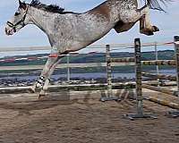 sabino-like-pattern-horse