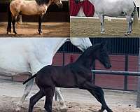 born-bay-will-grey-over-time-horse