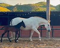grey-born-bay-will-over-time-horse