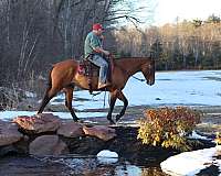 old-style-gelding