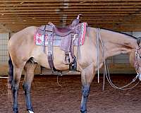 old-style-quarter-gelding