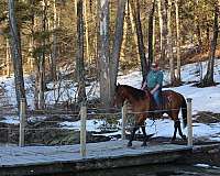 adorable-quarter-horse
