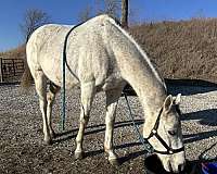 thoroughbred-horse-for-sale