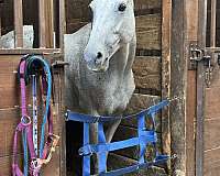thoroughbred-mare
