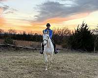 thoroughbred-horse