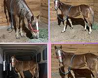 yearling-project-horse