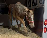 draft-project-horse