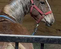 halflinger-project-horse