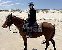 active-marchador-horse
