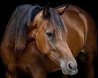 and-more-marchador-horse