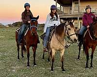 archery-marchador-horse
