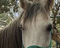 all-marchador-horse