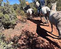 arena-marchador-horse