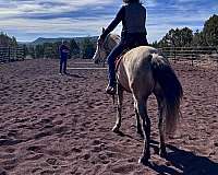 arena-work-marchador-horse