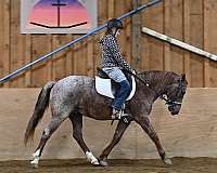 beginner-quarter-pony