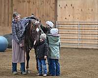 dressage-quarter-pony