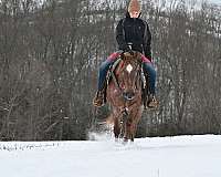 english-pleasure-quarter-pony