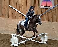 jumper-quarter-pony