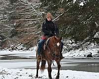 jumping-quarter-pony