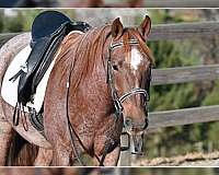 kid-safe-quarter-pony