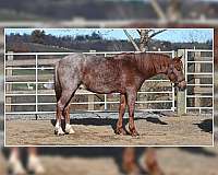 lesson-quarter-pony