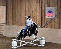 black-blackwhite-horse