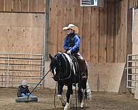 all-around-gypsy-vanner-horse