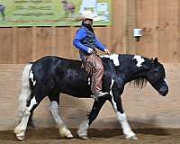 beginner-gypsy-vanner-horse