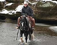 dressage-gypsy-vanner-horse