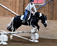 driving-gypsy-vanner-horse