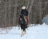hunter-under-saddle-gypsy-vanner-horse