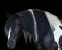 husband-safe-gypsy-vanner-horse