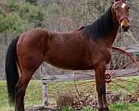 bay-roan-standardbred-mare