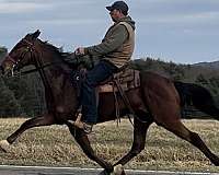 bay-roan-usta-horse