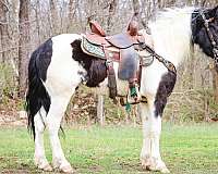 trail-cl-friesian-pony