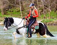 tobiano-trail-cl-pony