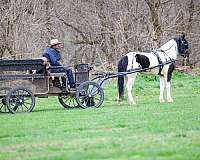 trail-cl-pony