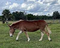 all-around-mule