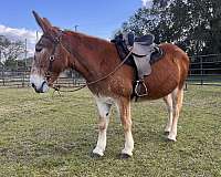 beginner-mule