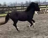 black-narrow-blaze-snip-conjoined-pony