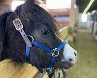 entering-right-nostril-pony
