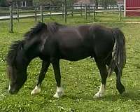 black-touching-left-nostril-ending-on-upper-l-pony