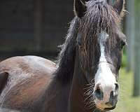 black-entering-right-nostril-pony