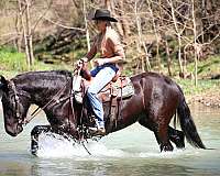 show-winne-friesian-horse