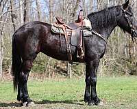 show-winne-mare