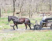 show-winne-horse