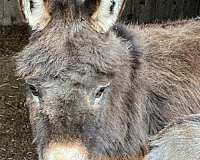 miniature-donkey-donkey