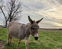 donkey-donkey-miniature
